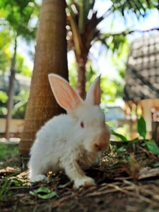 Отель Follow The Rabbit Bungalow Гили-Эйр Экстерьер фото