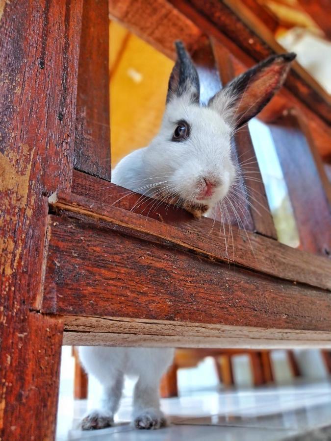 Отель Follow The Rabbit Bungalow Гили-Эйр Экстерьер фото